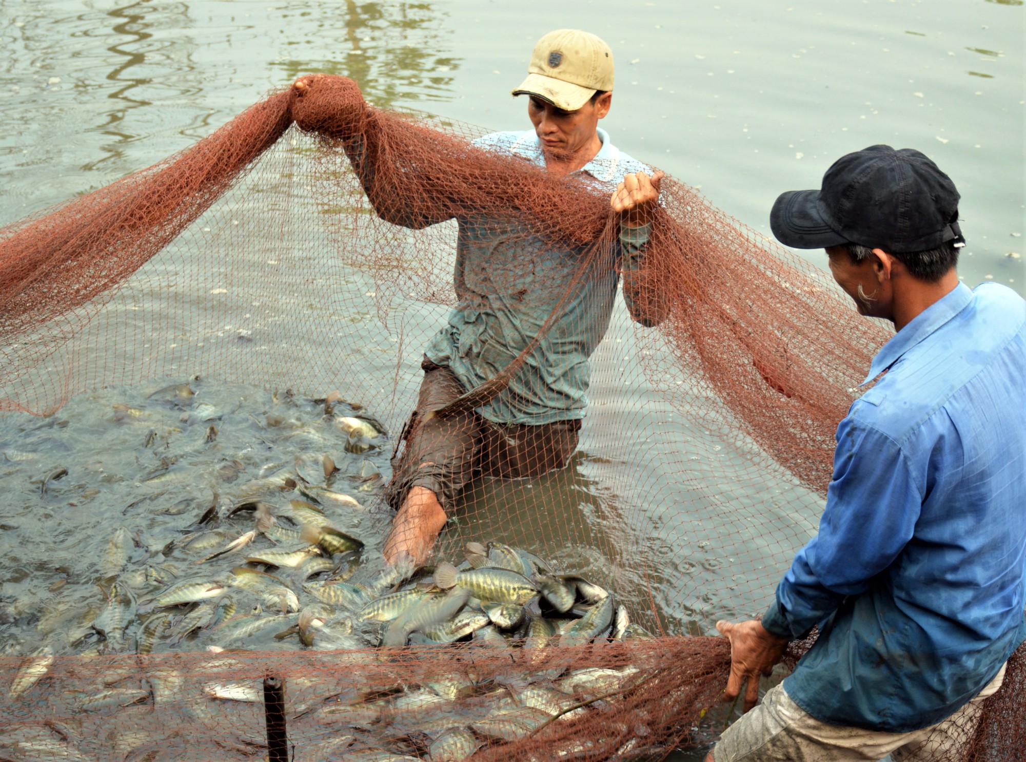 Cà Mau: 473 hội viên, nông dân có thu nhập từ 1 tỷ đồng trở lên - Ảnh 3.
