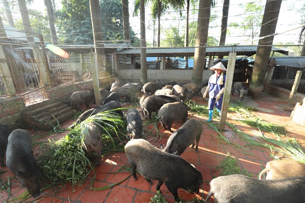 Hà Nội xây dựng vùng chăn nuôi an toàn dịch bệnh: Mục tiêu ít nhất 12 vùng cấp huyện đạt tiêu chuẩn - Ảnh 1.