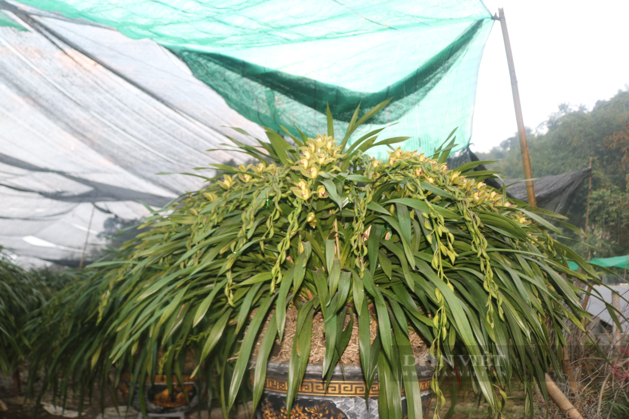 Địa lan tiền triệu xuống phố Lào Cai - Ảnh 3.