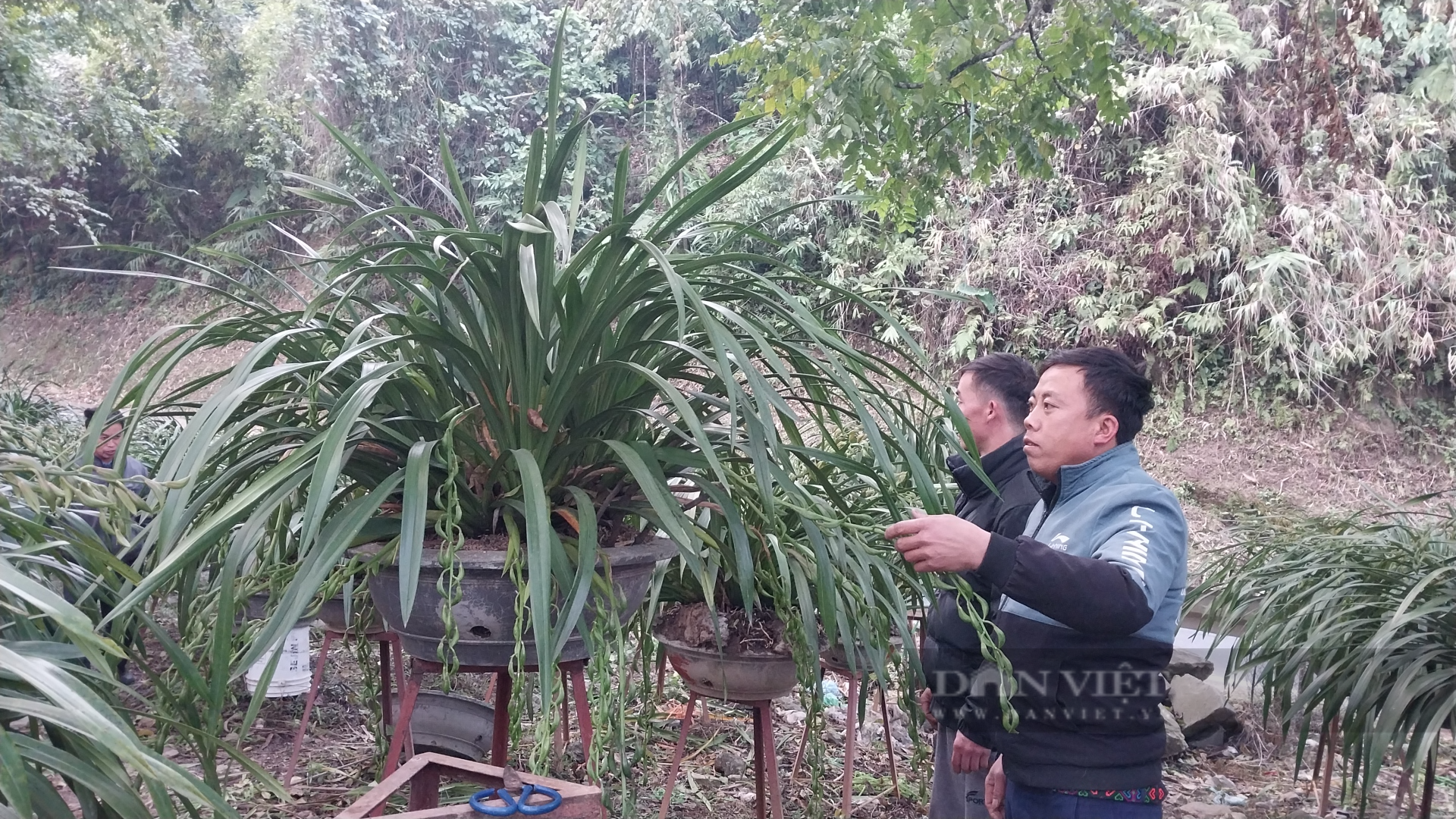 Địa lan tiền triệu xuống phố Lào Cai - Ảnh 5.