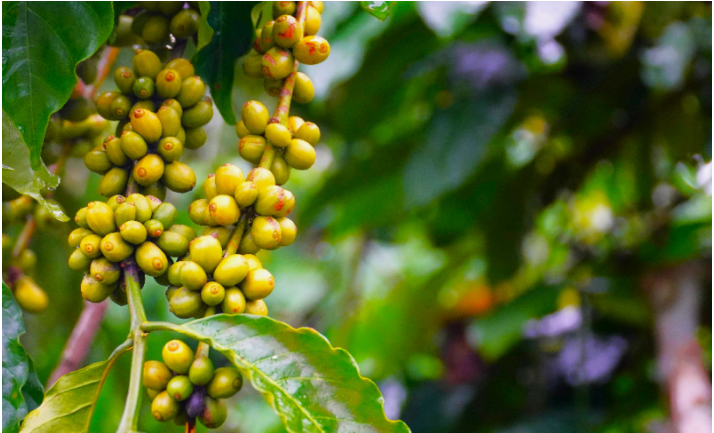 Giá cà phê Robusta hồi phục nhẹ, cà phê nội cũng nhích lên - Ảnh 3.