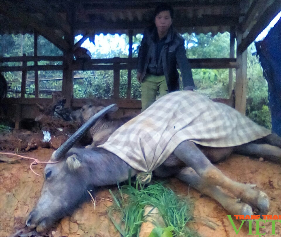 Phù Yên (Sơn La): Chủ động phòng chống đói, rét cho đàn gia súc - Ảnh 1.