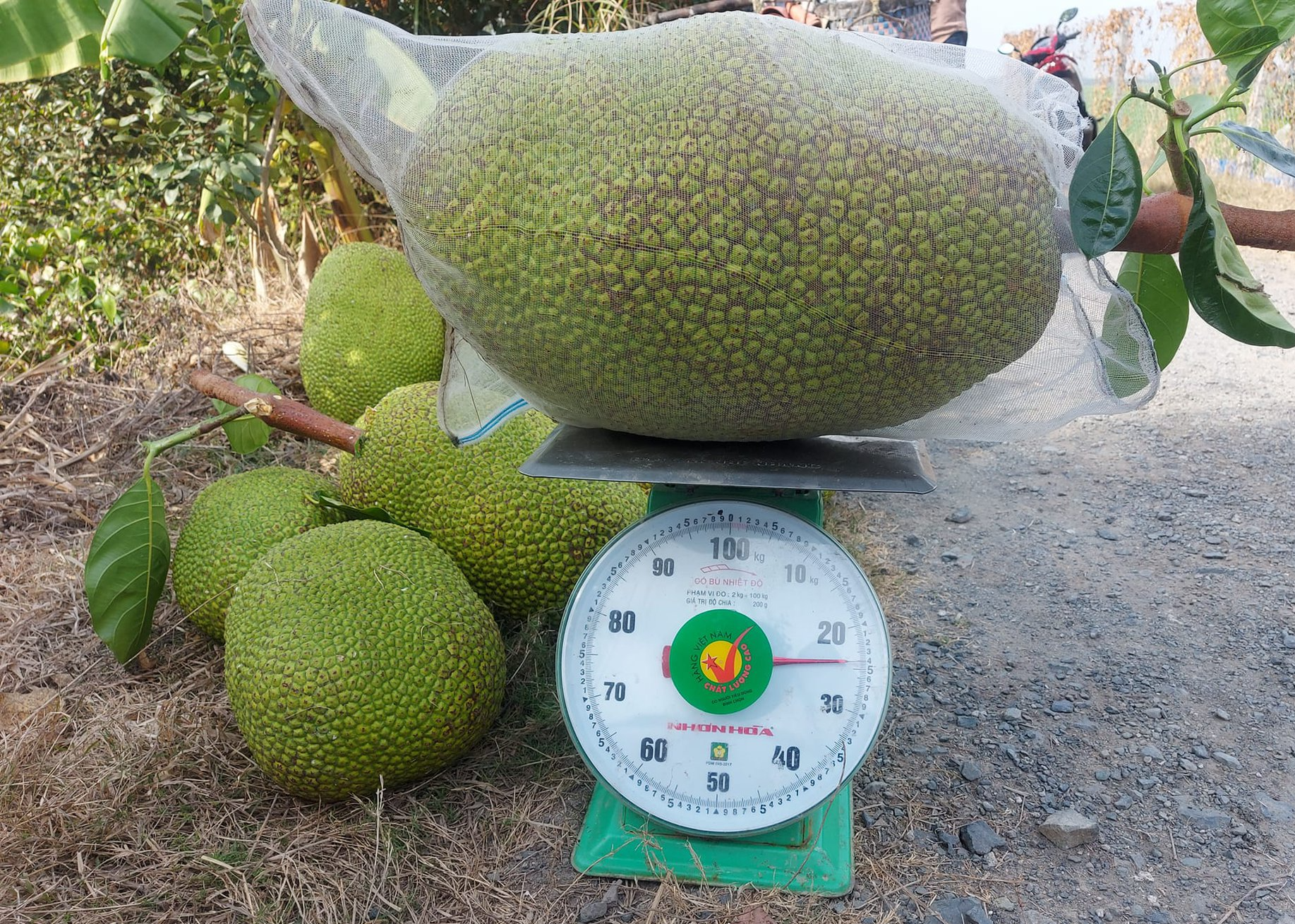 Giá mít Thái hôm nay 30/12: Giá mít Tiền Giang 21.000 đồng/kg, giá mít tăng do đâu, thị trường vài ngày tới ra sao? - Ảnh 1.