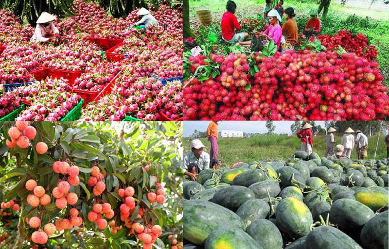 Rau quả xuất siêu 1,3 tỷ USD, xuất khẩu sang Trung Quốc sẽ bứt phá mạnh - Ảnh 1. Rau quả xuất siêu 1,3 tỷ USD, xuất khẩu sang Trung Quốc sẽ bứt phá mạnh - Ảnh 1.