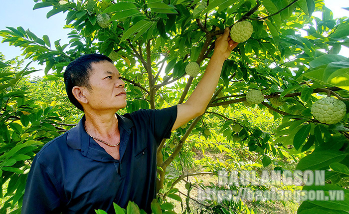 Trồng na VietGAP giỏi, một chi hội trưởng nông dân ở Lạng Sơn được Chủ tịch UBND tỉnh tặng bằng khen - Ảnh 1.