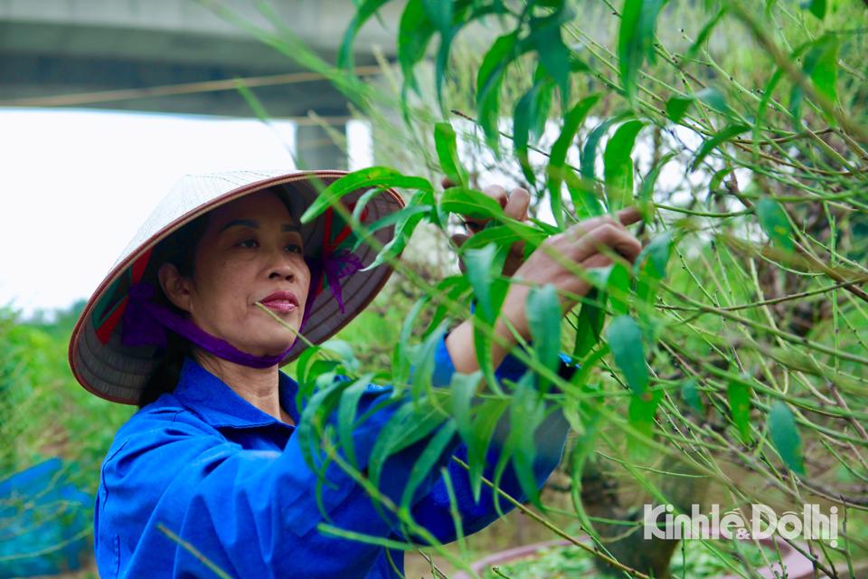 Đào Nhật Tân xuống lá, chuẩn bị Tết Quý Mão  - Ảnh 6.