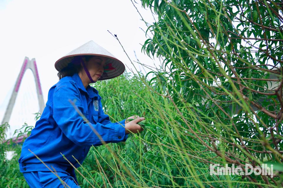 Đào Nhật Tân xuống lá, chuẩn bị Tết Quý Mão  - Ảnh 5.