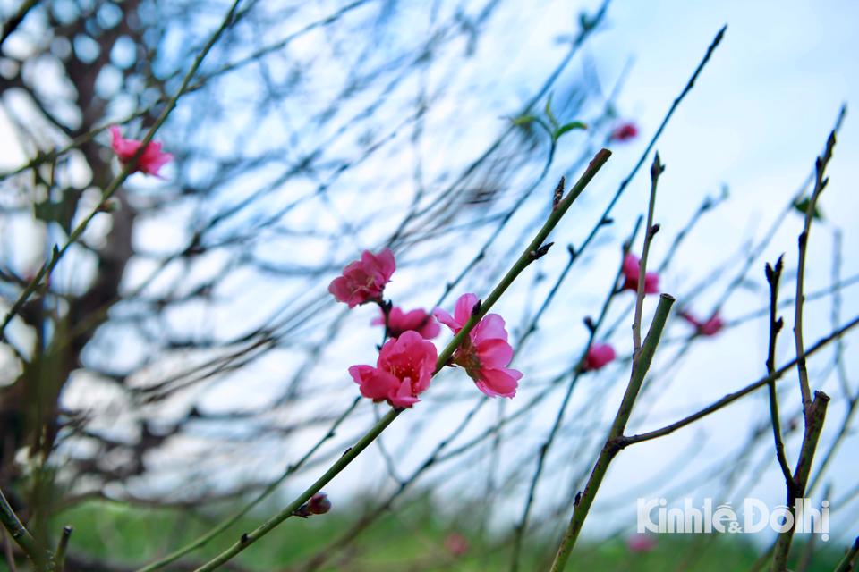 Đào Nhật Tân xuống lá, chuẩn bị Tết Quý Mão  - Ảnh 10.