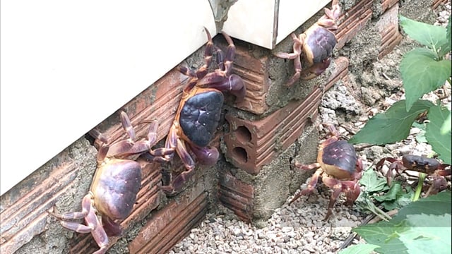 Quảng Ngãi: Tìm hướng mở rộng đường cho đặc sản cua dẹp ở đảo du lịch Lý Sơn  - Ảnh 3.