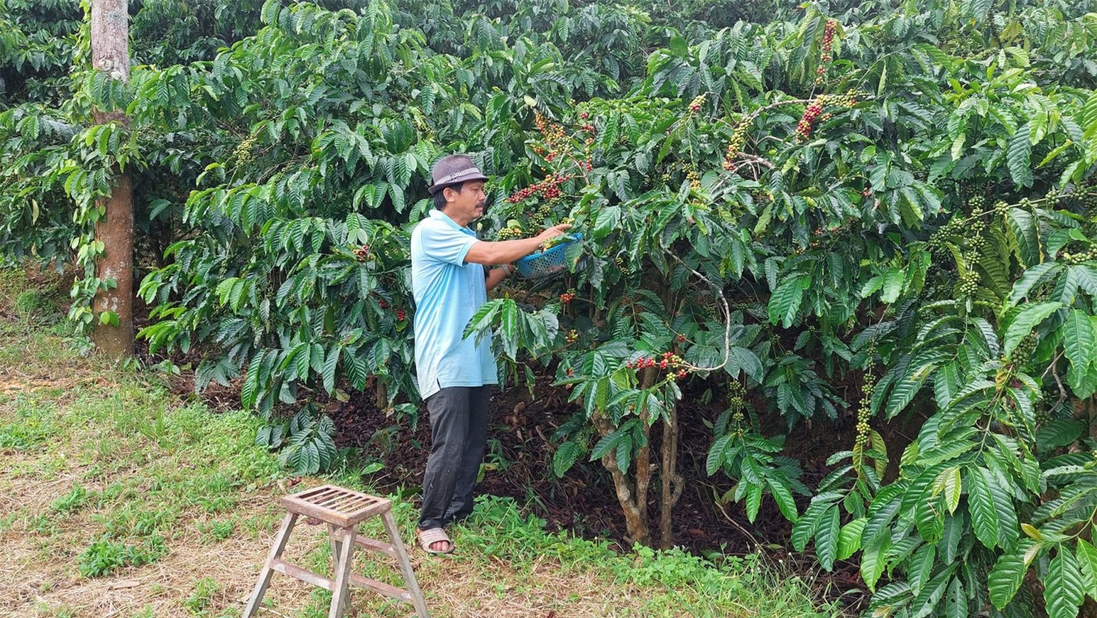 Giá cà phê và tiêu đồng loạt tăng mạnh - Ảnh 1. Giá cà phê và tiêu đồng loạt tăng mạnh - Ảnh 1.