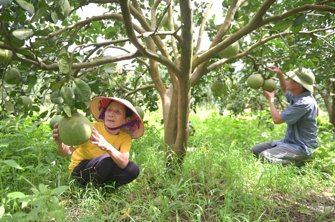 Loại quả làm giàu ở Khánh Vĩnh của Khánh Hòa được cấp nhãn hiệu tập thể, nông dân khá giả - Ảnh 1.