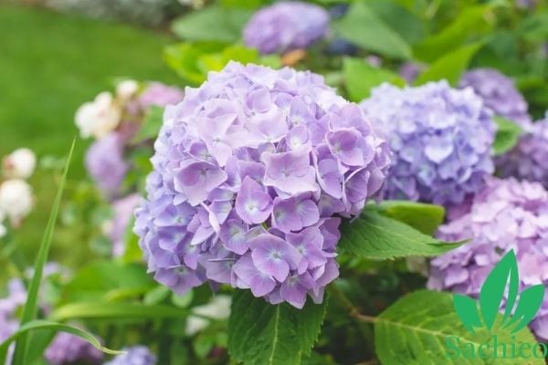 Người sinh 6 ngày Âm lịch này mang số vượng phu, ai lấy được người ấy giàu sang, sung túc - Ảnh 3.