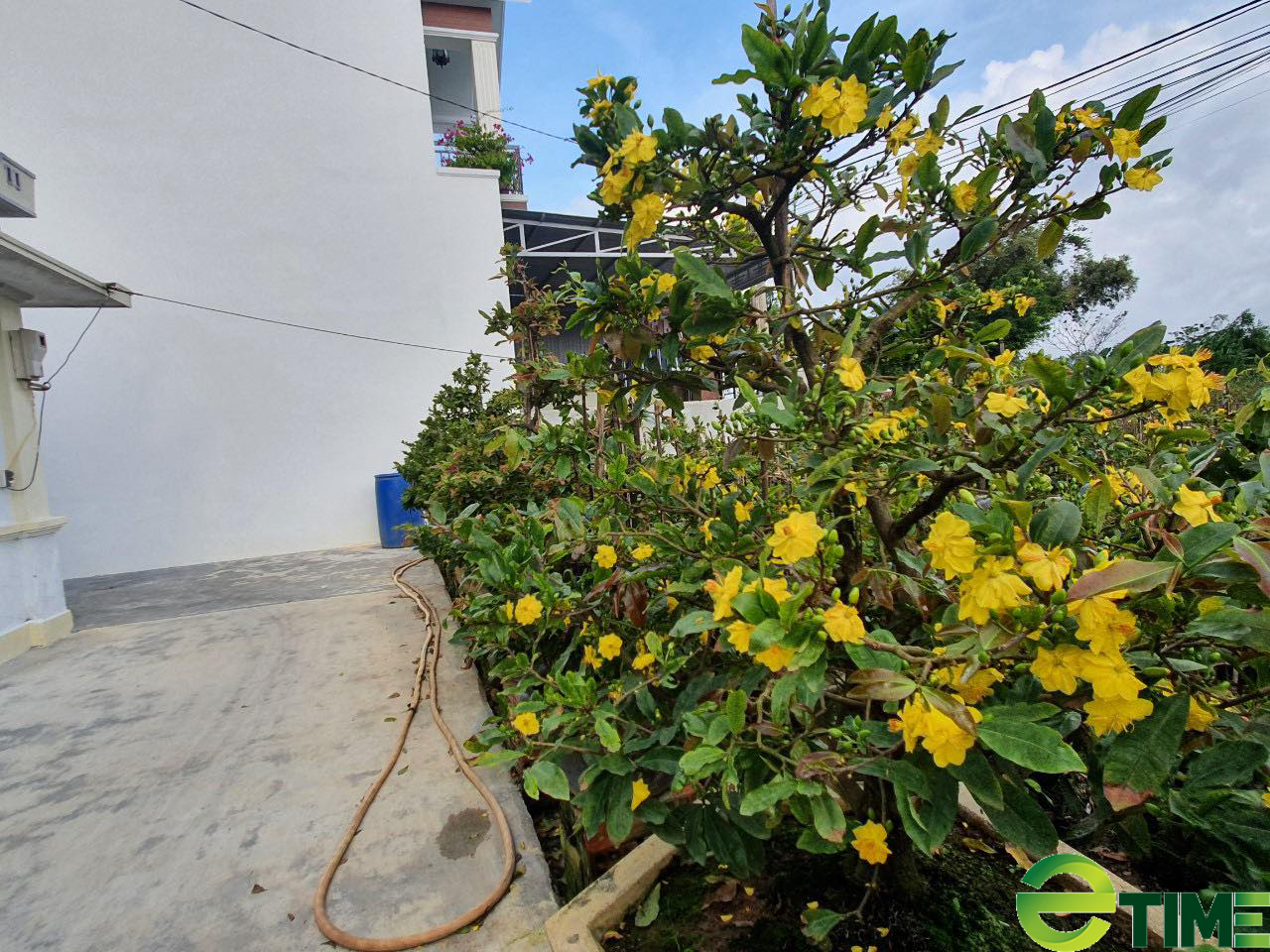 Cận cảnh hàng loạt chậu mai nở vàng rực… dù còn gần 50 ngày mới đến Tết - Ảnh 9. Cận cảnh hàng loạt chậu mai nở vàng rực… dù còn gần 50 ngày mới đến Tết - Ảnh 9.