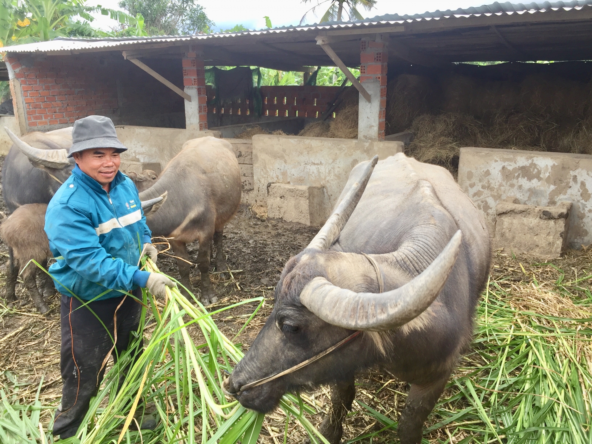 Nuôi trâu sinh sản ở Đắk Lắk, nông dân thu lợi kép - Ảnh 1.