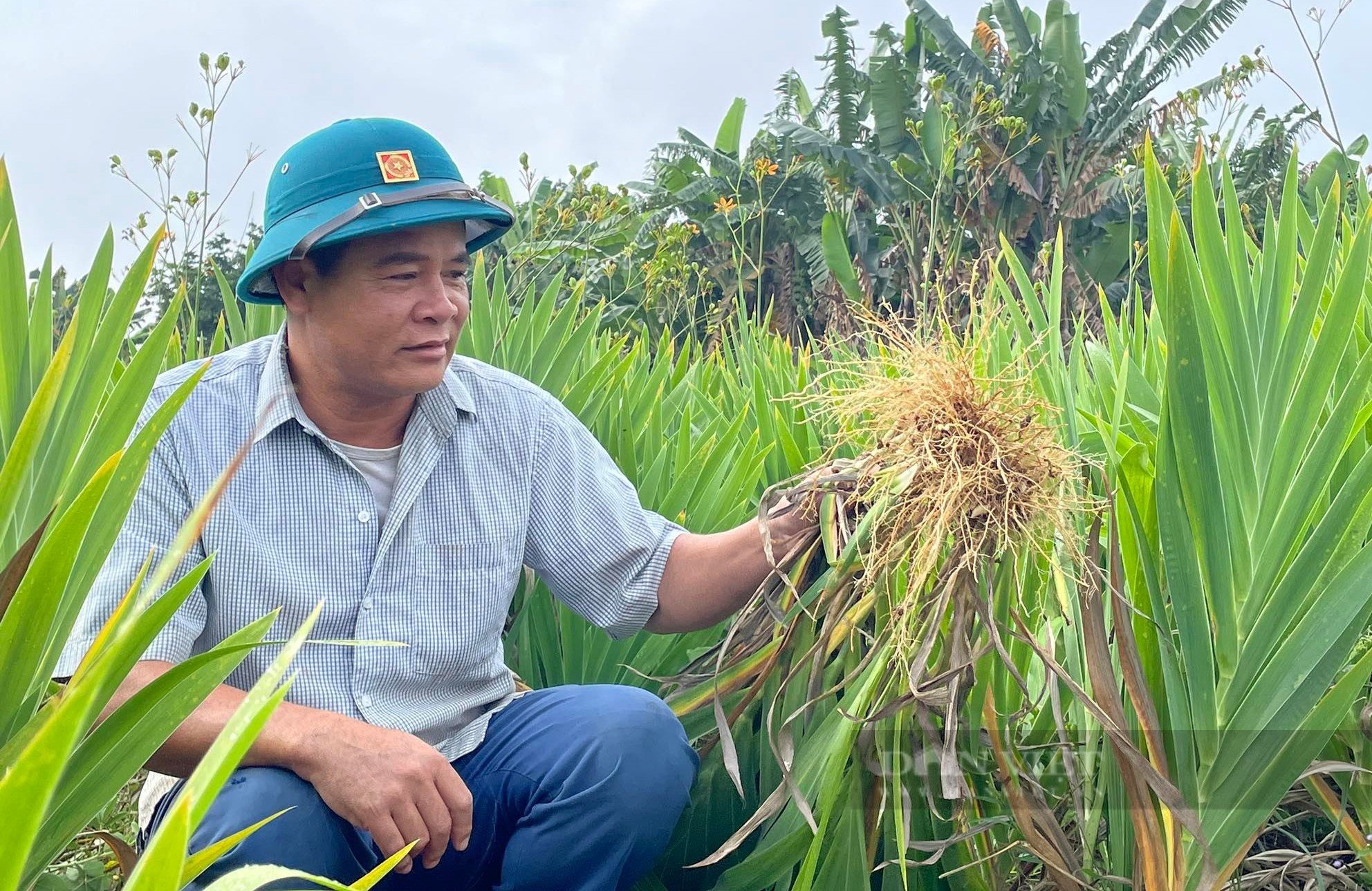 Rẻ quạt là loại cây dược liệu gì mà giúp nông dân huyện Nghĩa Đàn, Nghệ An có thu nhập cực khủng - Ảnh 5.