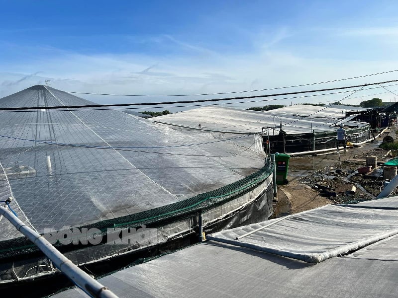 Nuôi tôm công nghệ cao ở huyện Bình Đại của Bến Tre, năng suất 60-70 tấn/ha/vụ, mỗi ha lãi 2 tỷ - Ảnh 1.