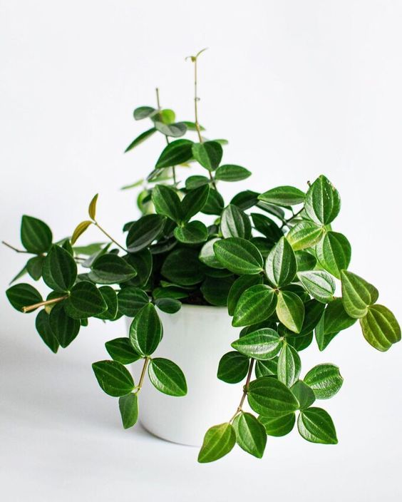 Sắp đến Tết, trồng ngay 5 loại cây cảnh có &quot;cái tên nói lên tất cả&quot; để trang hoàng cho ngôi nhà của bạn - Ảnh 2.