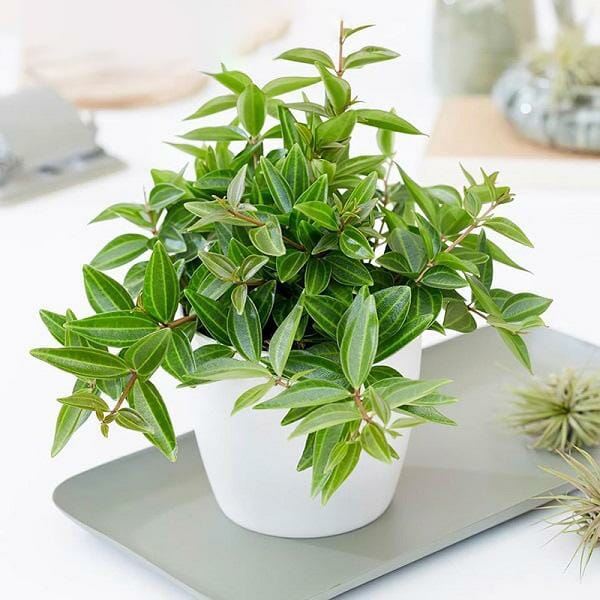 Sắp đến Tết, trồng ngay 5 loại cây cảnh có &quot;cái tên nói lên tất cả&quot; để trang hoàng cho ngôi nhà của bạn - Ảnh 1.