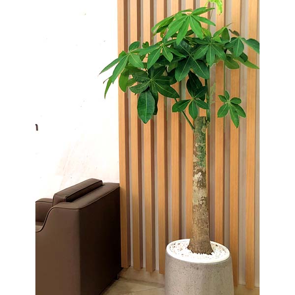 Sắp đến Tết, trồng ngay 5 loại cây cảnh có &quot;cái tên nói lên tất cả&quot; để trang hoàng cho ngôi nhà của bạn - Ảnh 5.