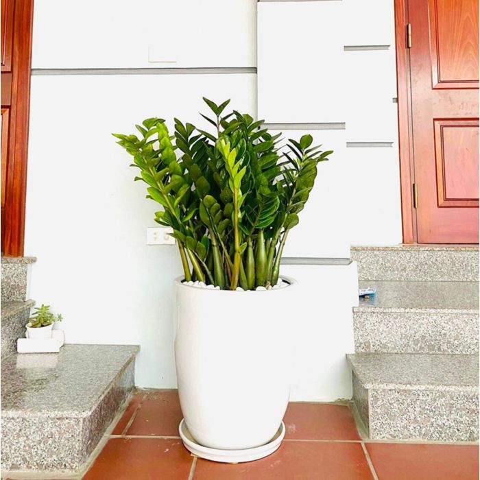 Sắp đến Tết, trồng ngay 5 loại cây cảnh có &quot;cái tên nói lên tất cả&quot; để trang hoàng cho ngôi nhà của bạn - Ảnh 7.