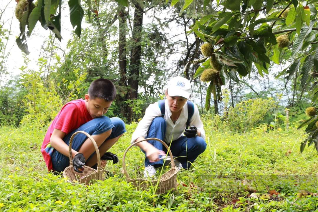 Anh nông dân trồng hạt dẻ Ocop và ước mơ du lịch trải nghiệm giữ núi rừng xứ Lạng  - Ảnh 5.