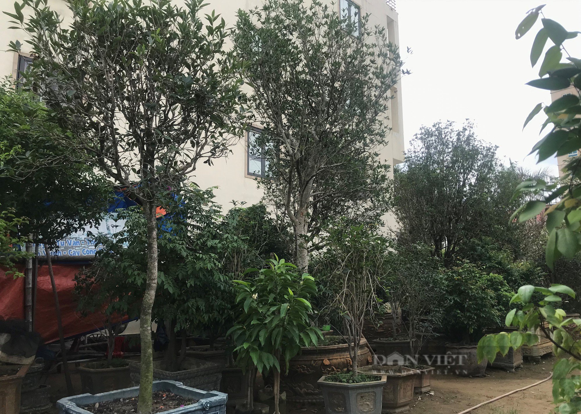 Chiêm ngưỡng loại cây trước chỉ dùng để tiến vua giờ tiền tỷ nhà vườn ở Nghệ An chưa bán - Ảnh 3.