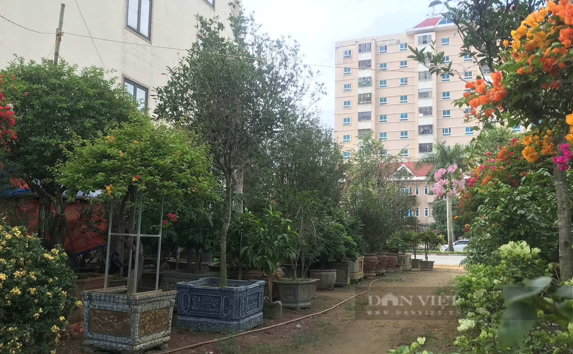 Chiêm ngưỡng loại cây trước chỉ dùng để tiến vua giờ tiền tỷ nhà vườn ở Nghệ An chưa bán - Ảnh 12.