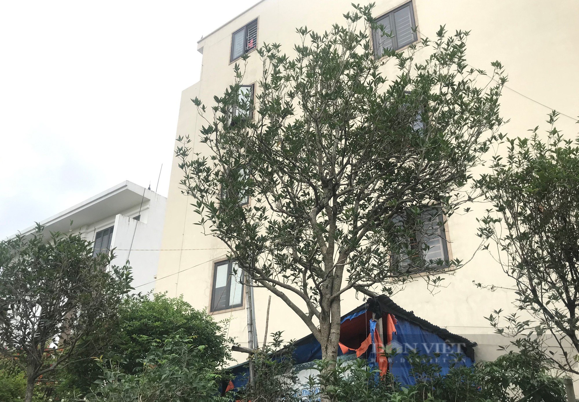 Chiêm ngưỡng loại cây trước chỉ dùng để tiến vua giờ tiền tỷ nhà vườn ở Nghệ An chưa bán - Ảnh 7.