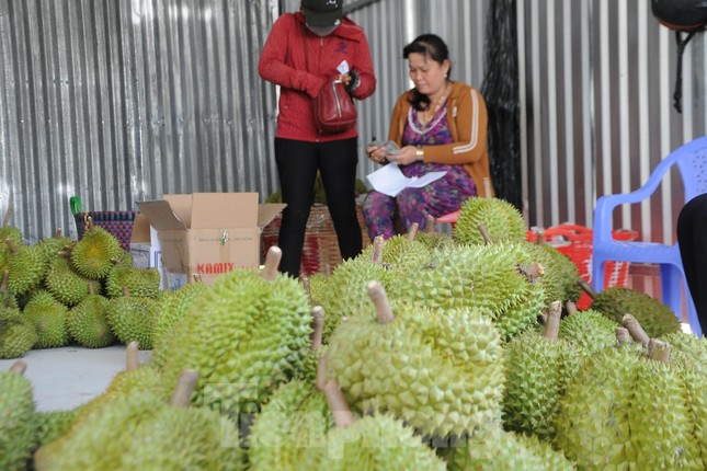 Xuất khẩu sầu riêng sang Trung Quốc: Điều tra gian lận, nhập nhèm mã vùng trồng - Ảnh 1.