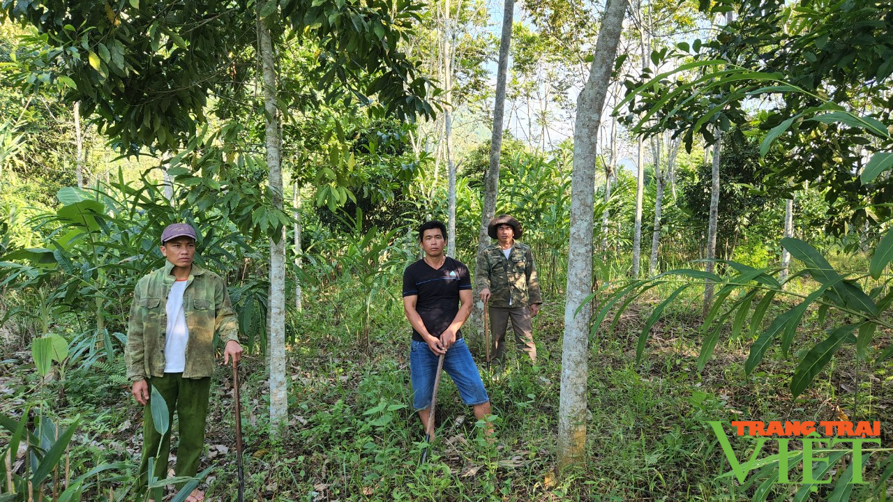 Người dân Vàng Bó giữ rừng - Ảnh 3. Người dân Vàng Bó giữ rừng - Ảnh 3.