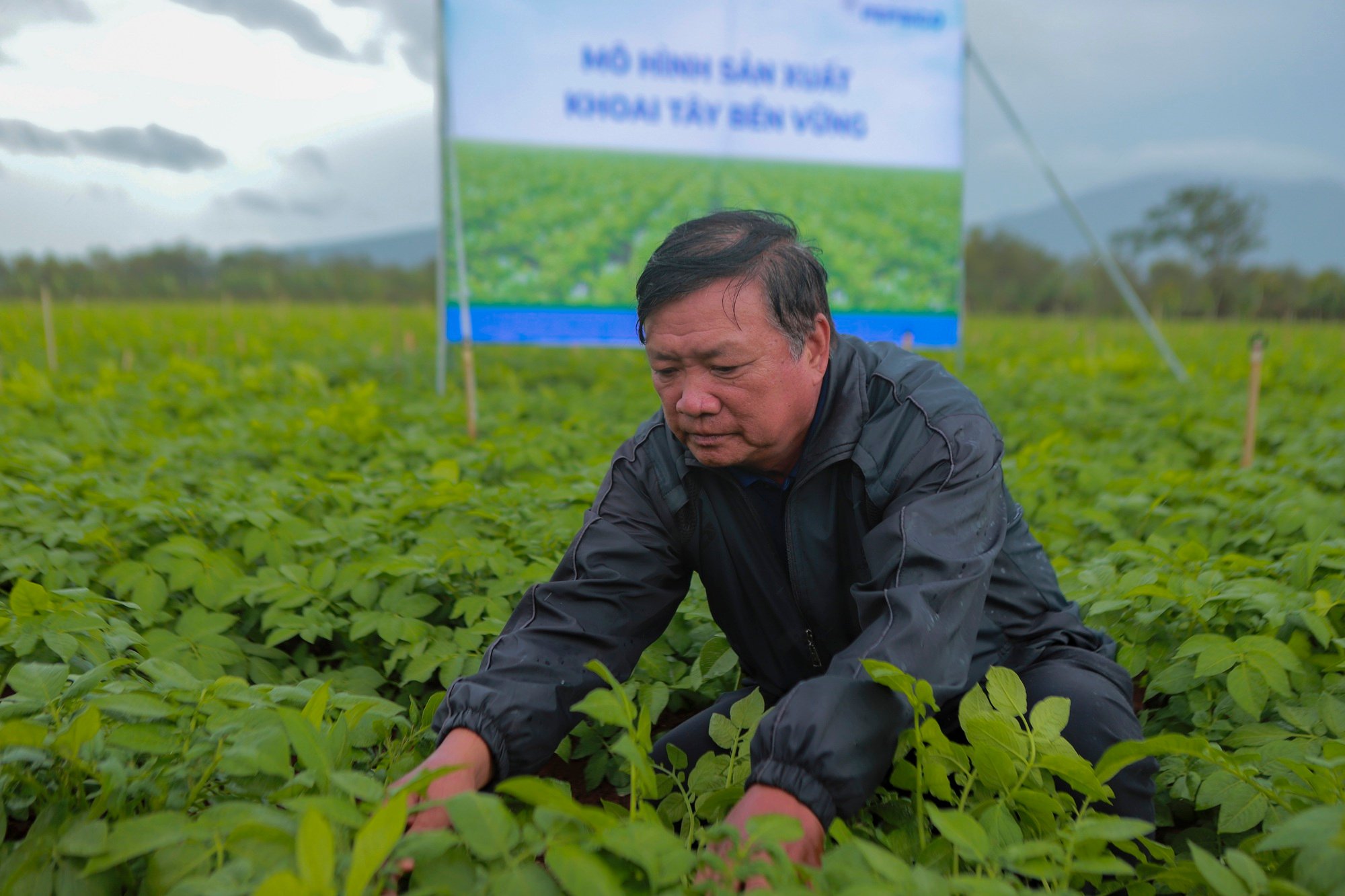 Một ông nông dân ở Đơn Dương chỉ trồng khoai tây bán cho doanh nghiệp nước giải khát mà thu 500 triệu - Ảnh 1.