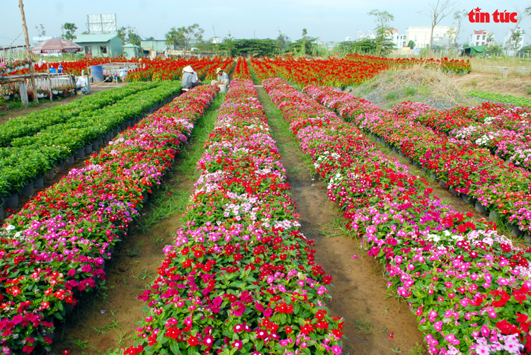 Những người làm đẹp Tết - Ảnh 6.