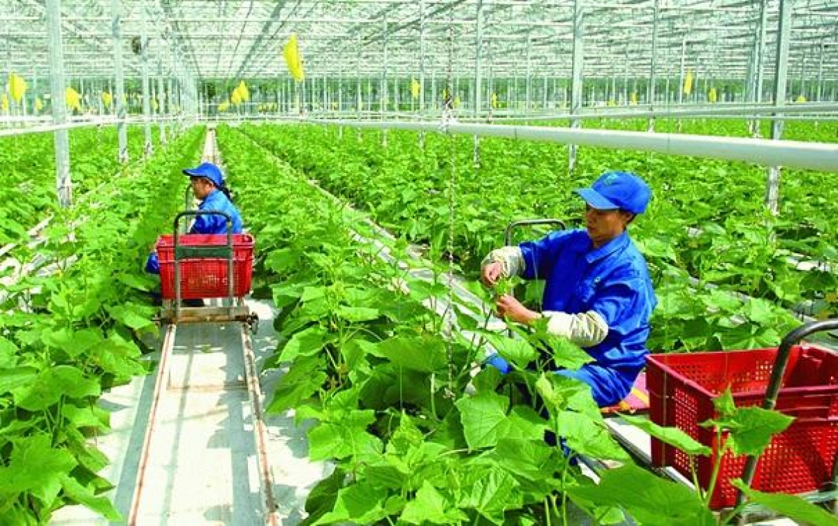 Nông nghiệp Việt Nam phải xóa “3 mù” - Ảnh 2. Nông nghiệp Việt Nam phải xóa “3 mù” - Ảnh 2.
