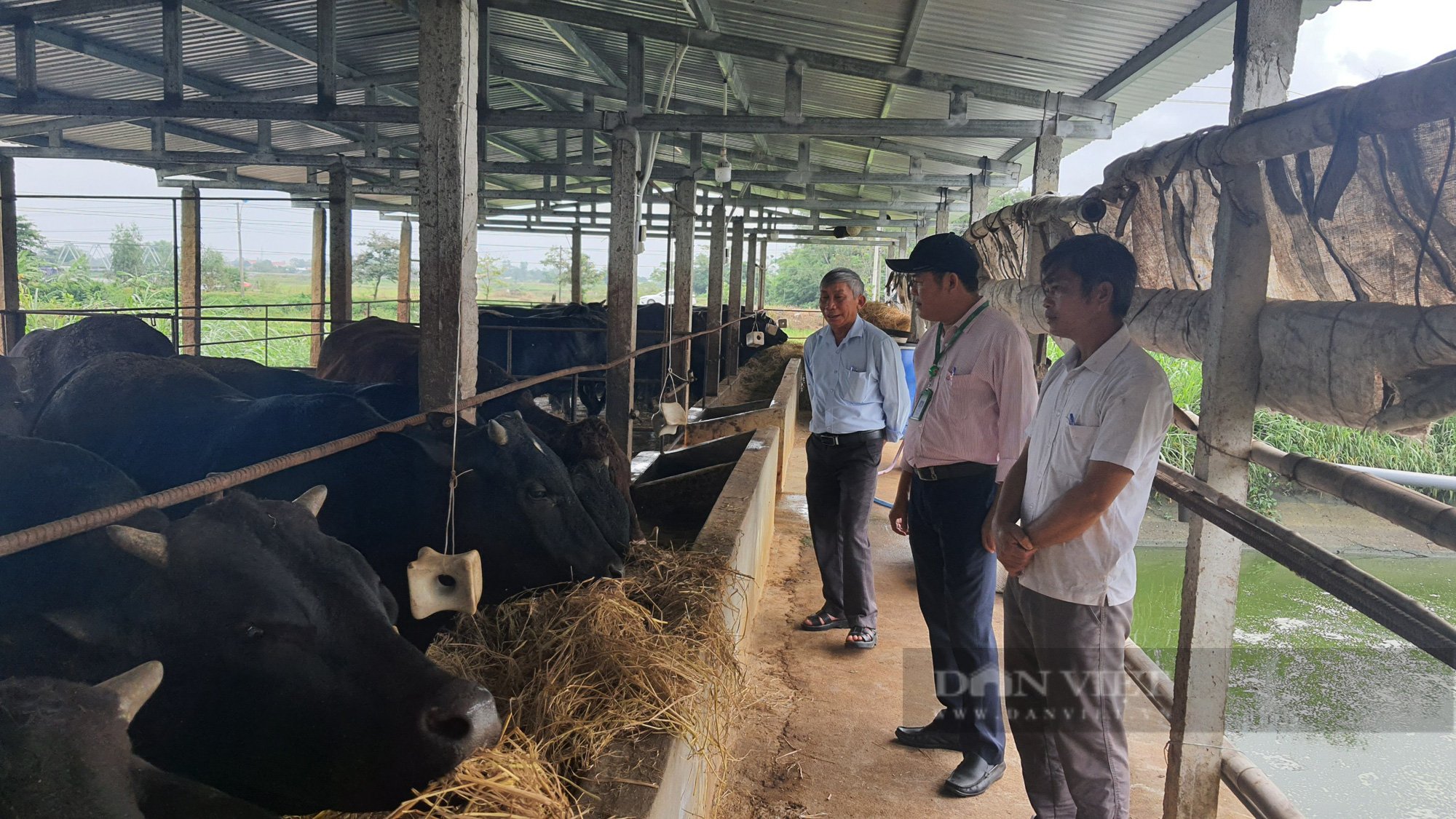 Nuôi bò siêu to khủng lồ, “đại gia bò” xứ Quảng lãi gần cả tỷ đồng/năm - Ảnh 3.