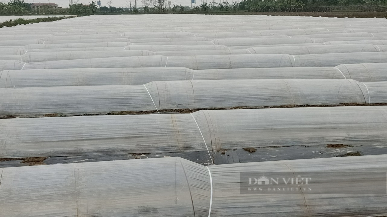 Hải Dương: Chuyển tư duy từ sản xuất sang kinh tế nông nghiệp, anh nông dân thu nửa tỷ mỗi năm - Ảnh 3.