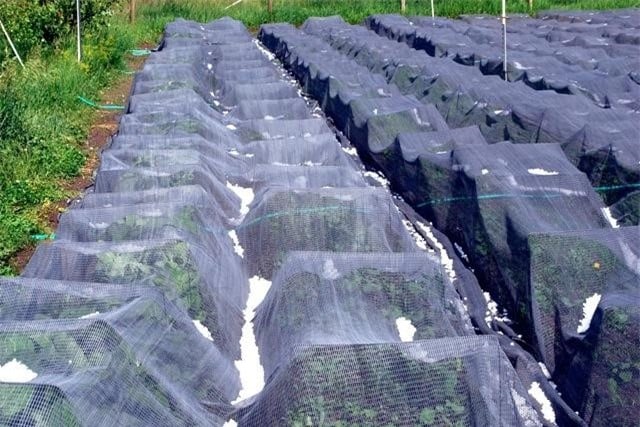Mưa đá là gì, tại sao và bí ẩn của hiện tượng mưa đá hình Corona? - Ảnh 12.