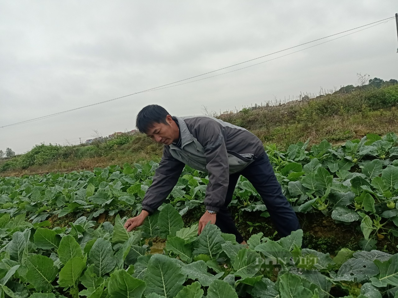 Hải Dương: Chuyển tư duy từ sản xuất sang kinh tế nông nghiệp, anh nông dân thu nửa tỷ mỗi năm - Ảnh 2.
