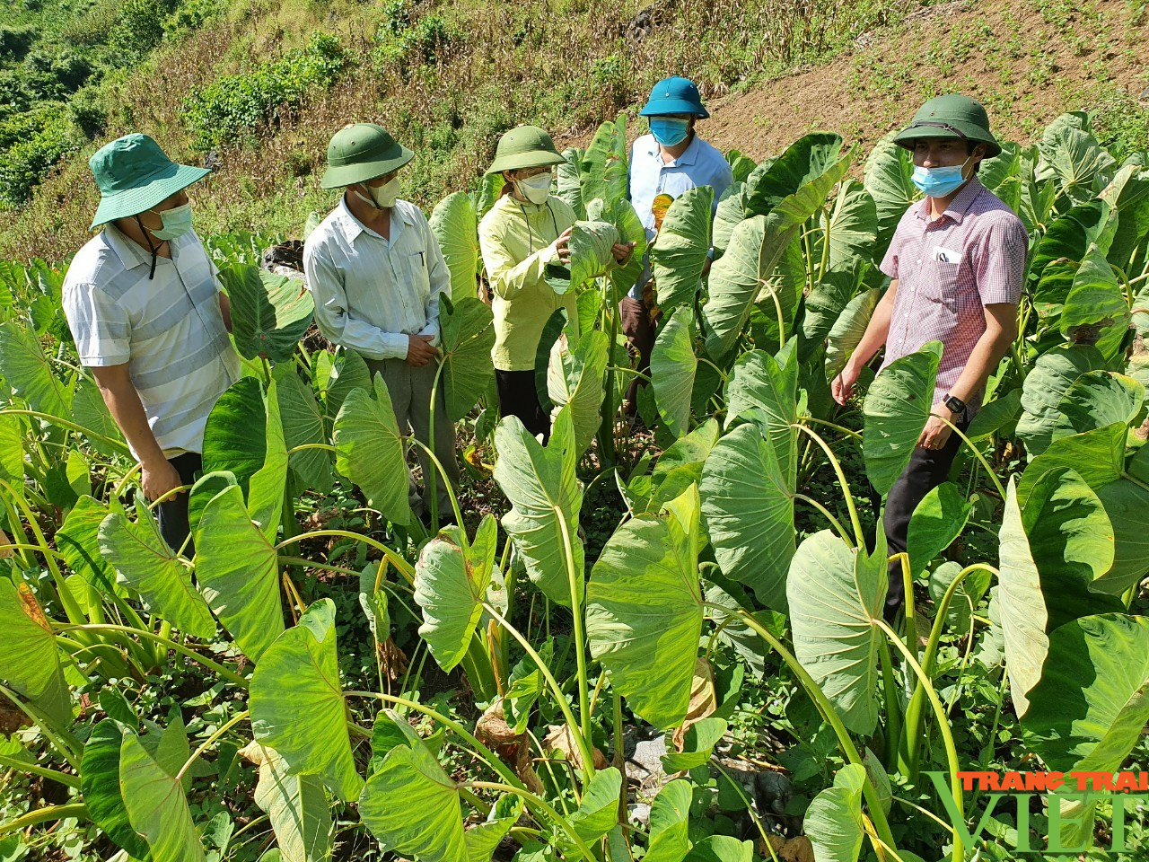 Nông thôn Tây Bắc: HTX Hưng Thịnh đồng hành cùng nông dân phát triển kinh tế - Ảnh 3.