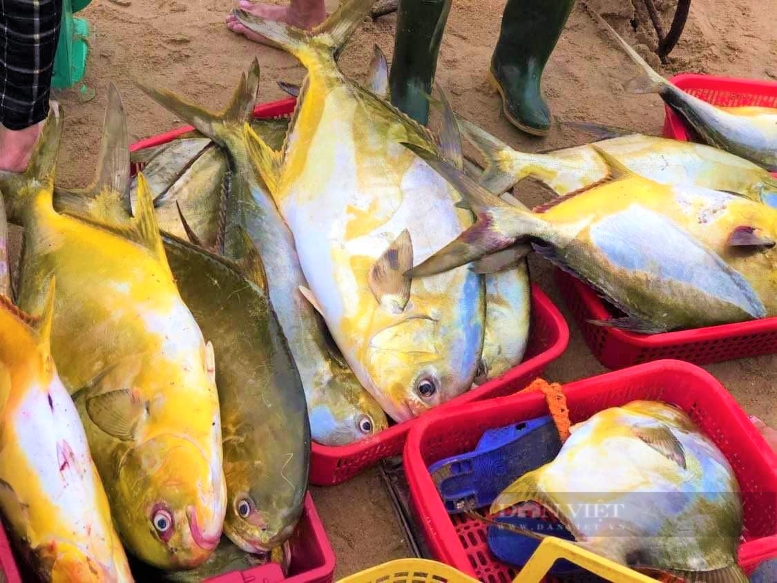 “Lão ngư” đầu năm bật mí cách săn cá vàng dương, thu về hàng tỷ đồng mỗi năm - Ảnh 5.
