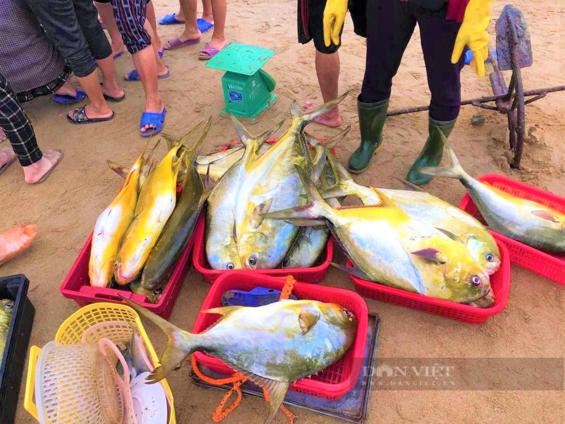 “Lão ngư” đầu năm bật mí cách săn cá vàng dương, thu về hàng tỷ đồng mỗi năm - Ảnh 3.