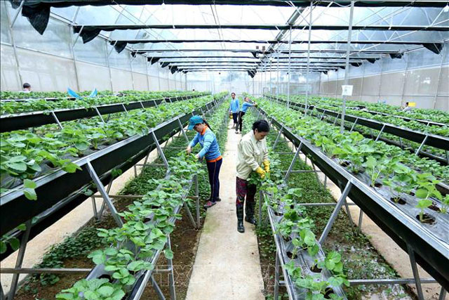Bước đột phá chiến lược để phát triển nông nghiệp hiện đại, bền vững - Ảnh 1.