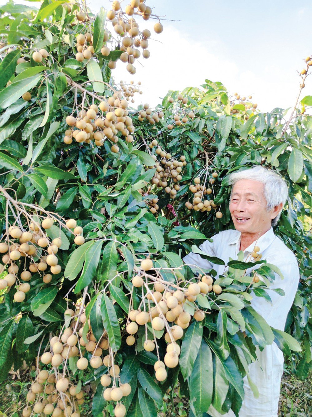Giá xoài và nhãn khởi sắc - Ảnh 1.