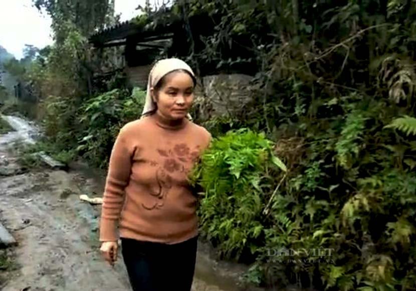 Bắc Kạn: Sau Tết chán thịt, người dân săn lùng thứ rau dại ven suối ngon, độc, lạ - Ảnh 2.