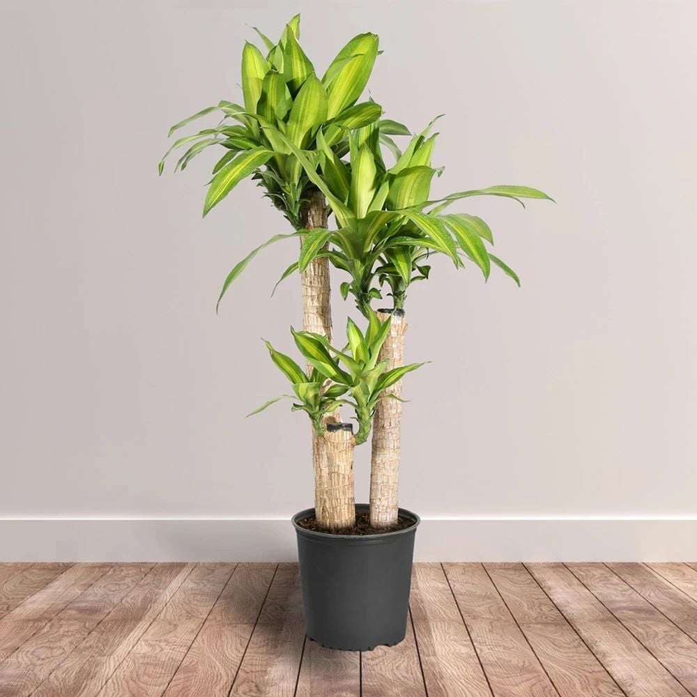 4 loại cây cảnh không cần nhiều nắng lại chịu được điều hòa, cực hợp cho &quot;tín đồ&quot; mê cây cảnh mà ở chung cư - Ảnh 1.