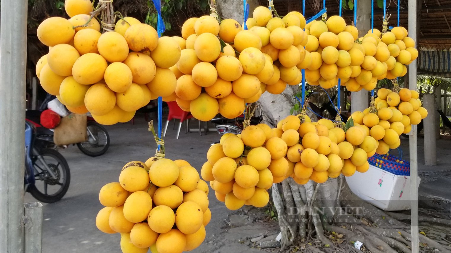Vĩnh Long: Trồng cây thanh trà trước nhà lấy bóng mát cho trái màu vàng óng bán thu tiền triệu - Ảnh 5.