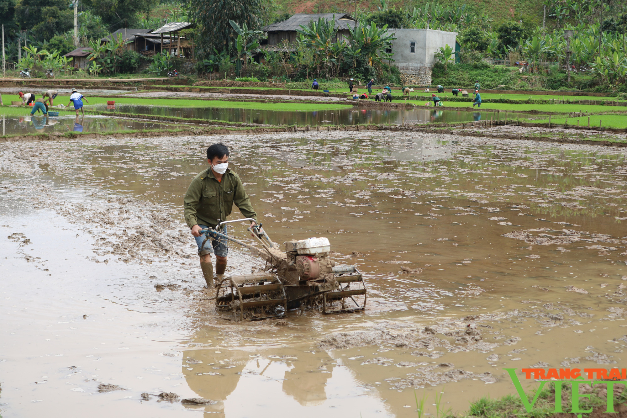 Nông thôn Tây Bắc: Nông dân Chiềng Khoang xuống ruộng cấy lúa - Ảnh 1.