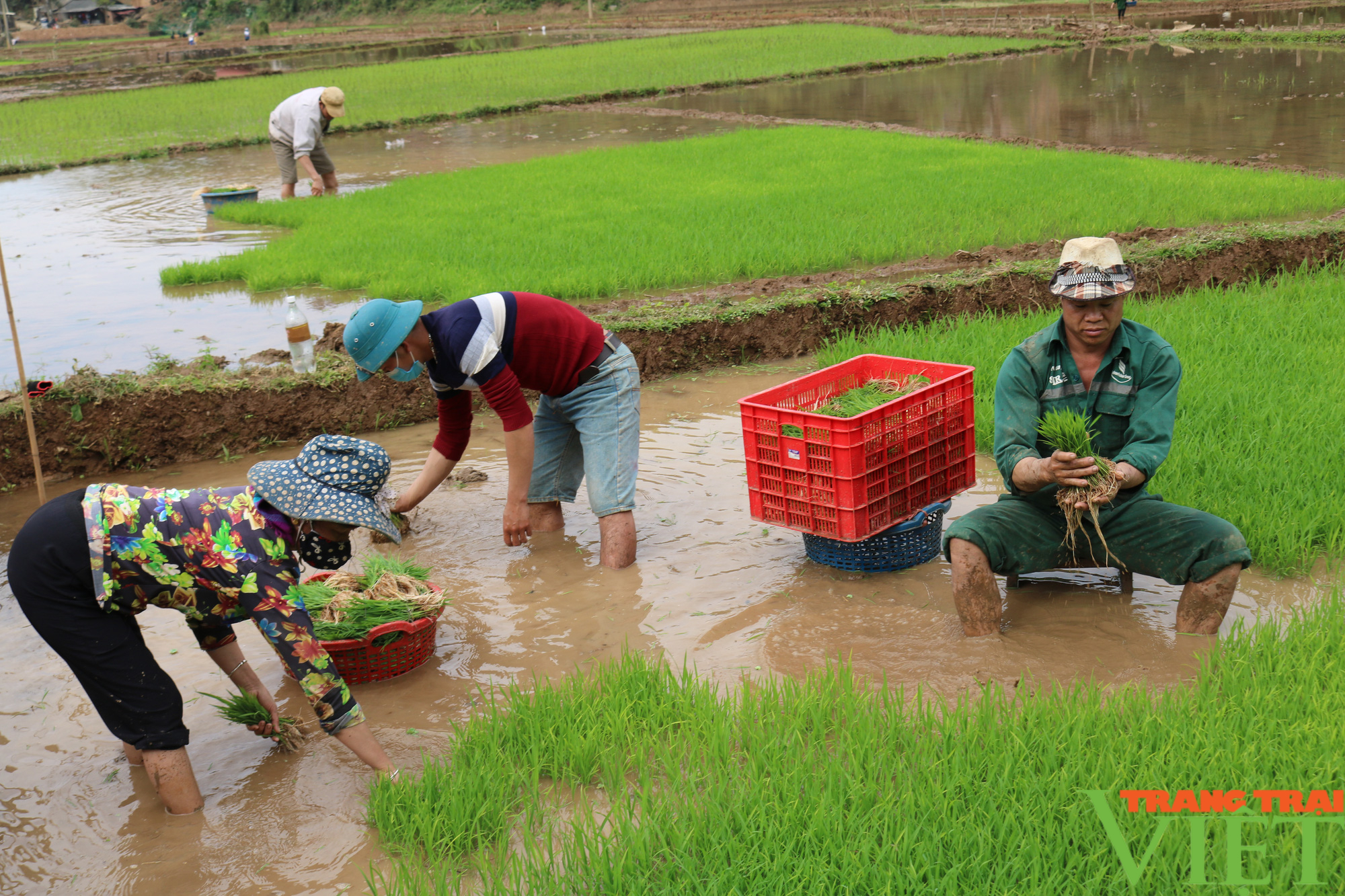 Nông thôn Tây Bắc: Nông dân Chiềng Khoang xuống ruộng cấy lúa - Ảnh 4.