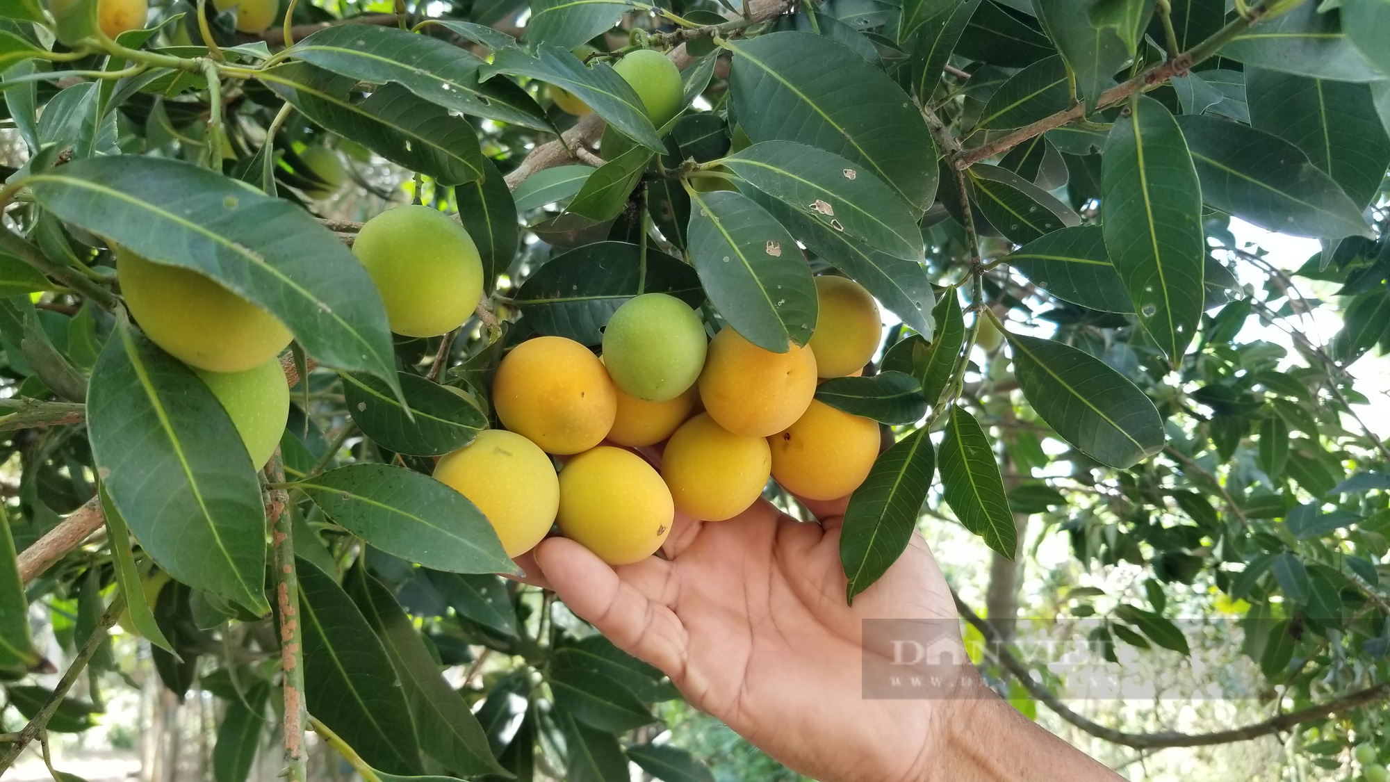 Vĩnh Long: Trồng cây thanh trà trước nhà lấy bóng mát cho trái màu vàng óng bán thu tiền triệu - Ảnh 4.