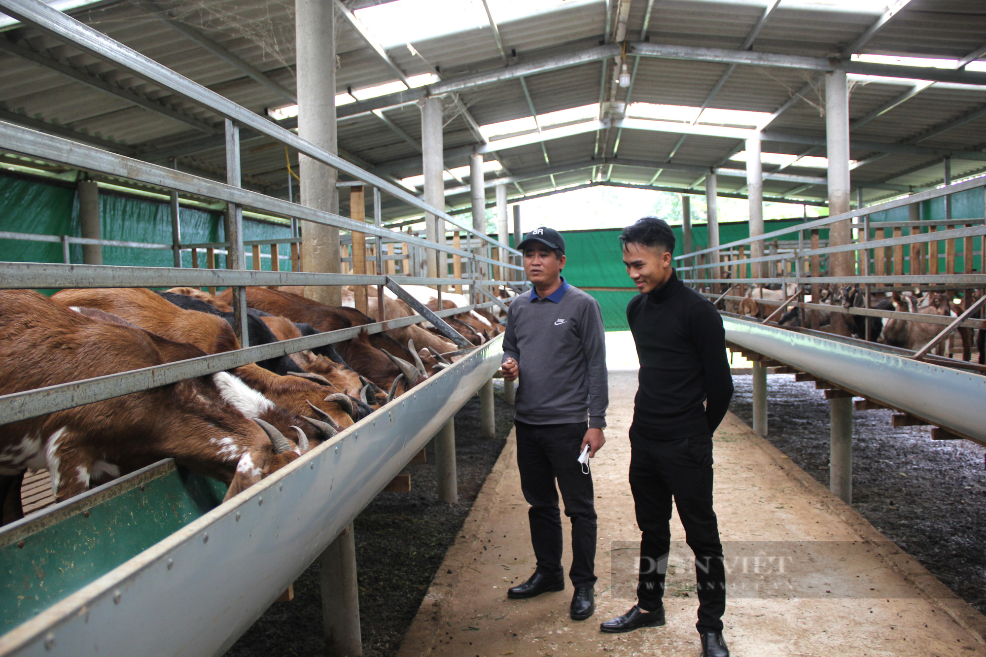 Nuôi 200 con vật kêu be be, thanh niên lãi 300 triệu đồng mỗi năm, tậu ô tô - Ảnh 2.