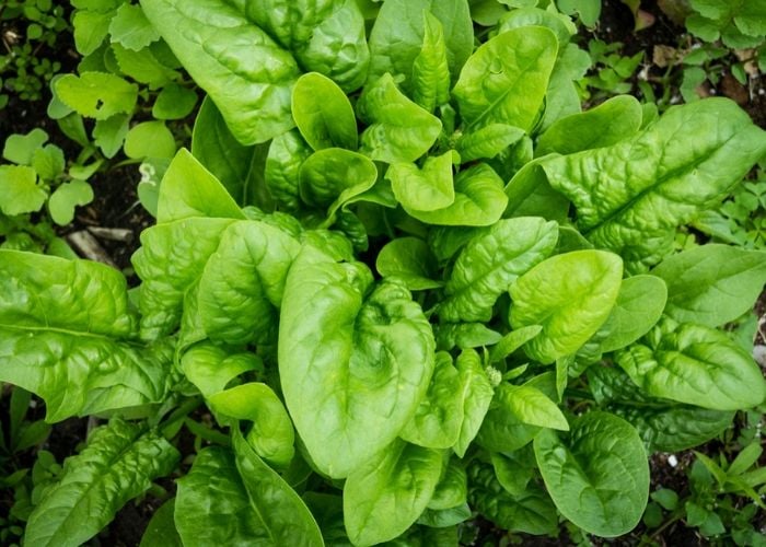 Loại rau bán đầy chợ mà nhắc đến tên là bầu trời tuổi thơ ùa về lại có công dụng như &quot;thần dược&quot; - Ảnh 5.